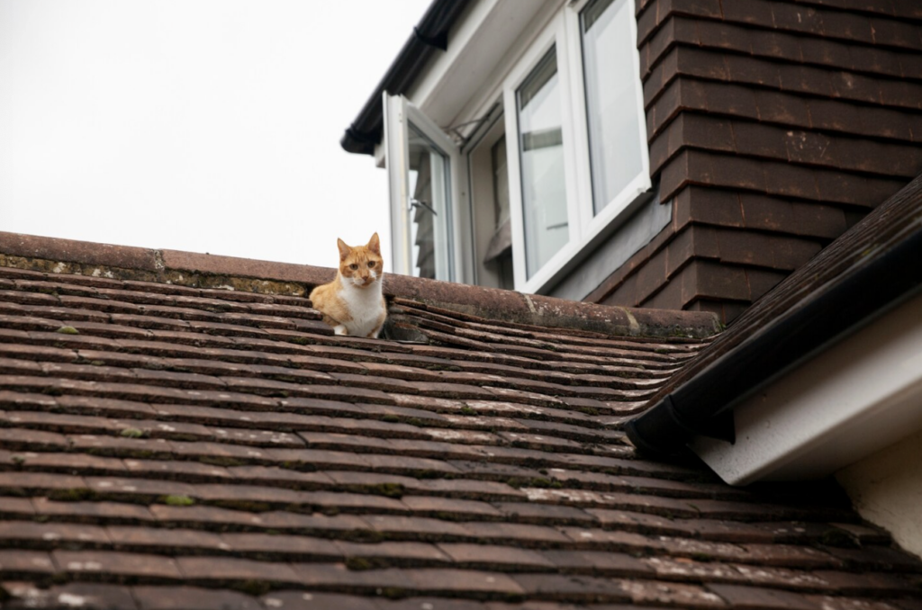 A cat sitting on a residential roof.